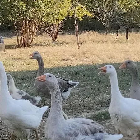 Domaine De La Crete Les Cocottes Zen Apartamento Saint-Jean-de-Thurac