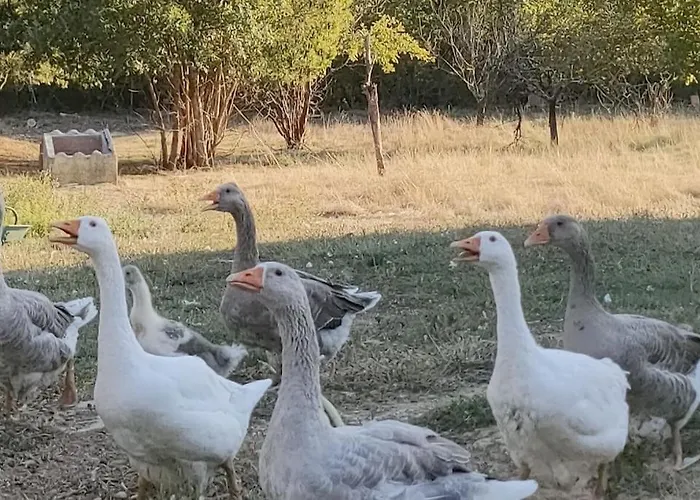 Domaine De La Crete Les Cocottes Zen דירה Saint-Jean-de-Thurac
