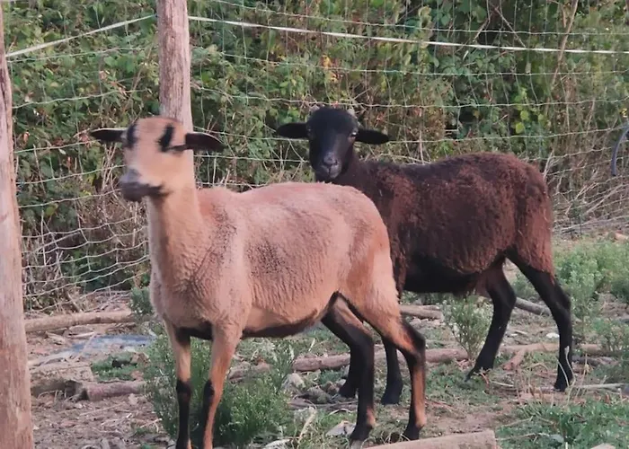 Domaine De La Crete Les Cocottes Zen * Saint-Jean-de-Thurac